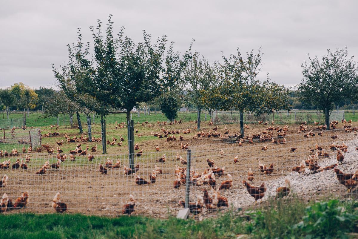Vue de la ferme du Grand Bois